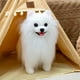 thumbnail image 1 of Juguetes y pasatiempos, juguetes, peluches, peluches, peluche de perro Pomerania realista - juguete súper suave, peluche de perro Pomerania realista, 1 of 5