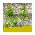 thumbnail image 4 of 30 piezas Cubierta para plantas shaofei ligera translúcida transparente anticongelante invernadero jardín verde, 4 of 5