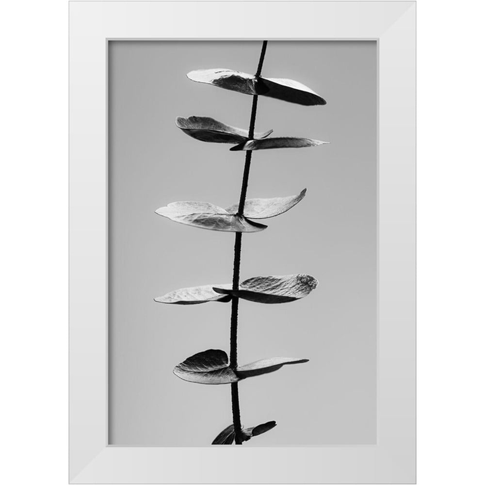 Artographie Studio 17x24 White Modern Wood Framed Museum Art Print Titled - Eucalyptus Black and White
