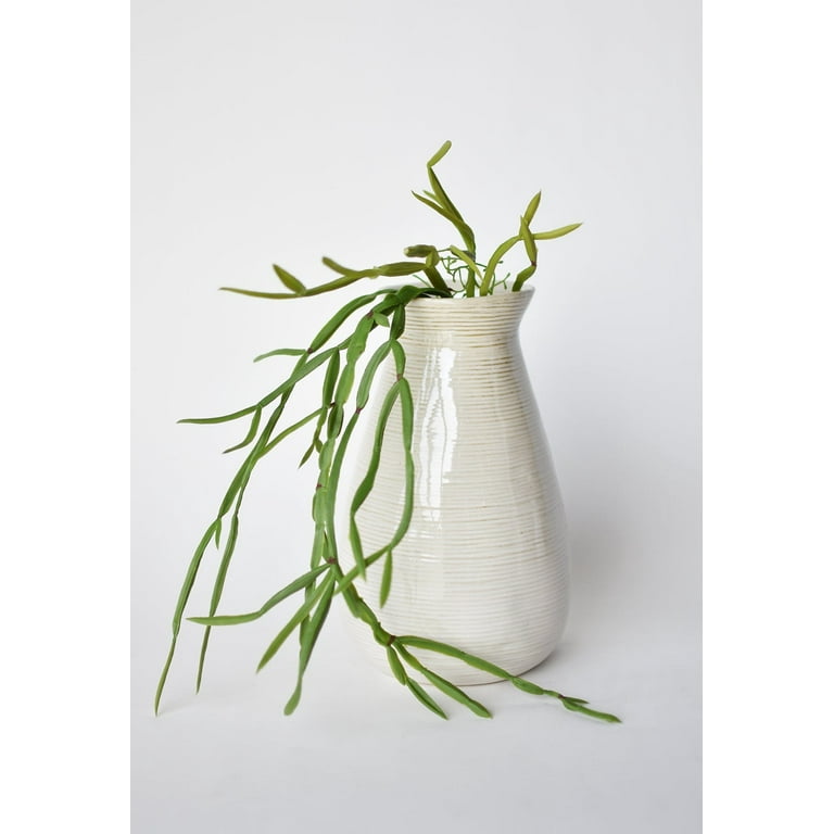 zebra plant succulent care Haworthia Zebra Plant: Funky & Unique Succulent - Pet-friendly Plant for  Cats & Dogs - (3.5