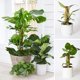 thumbnail image 4 of Palo de musgo para escalada de plantas YONGSHENG 40 cm de eucalipto y coco, 4 of 4