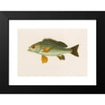 thumbnail image 2 of Arthus Bertrand 14x11 Black Modern Framed Museum Art Print Titled - Pristipoma Octolineatum (1844-1867), 2 of 5