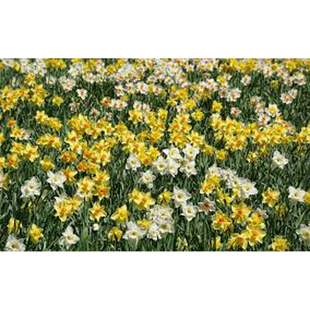 Mixed Daffodils (25 Bulbs) Assorted Colors Daffodil Narcissus Bulbs