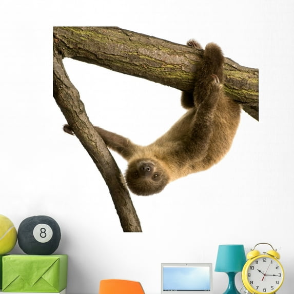 Baby Two-toed Sloth Wall Mural by Wallmonkeys Peel and Stick Graphic (48 in H x 48 in W) WM175838