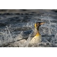 thumbnail image 2 of Jaynes Gallery 14x11 Gold Ornate Wood Framed with Double Matting Museum Art Print Titled - Antarctica-South Georgia Island-Salisbury Plain King penguin emerging from surf, 2 of 4
