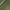 Green Olive, variant on Siser® EasyWeed® Heat Transfer Vinyl Dark Maroon 11.8" x 24" Roll