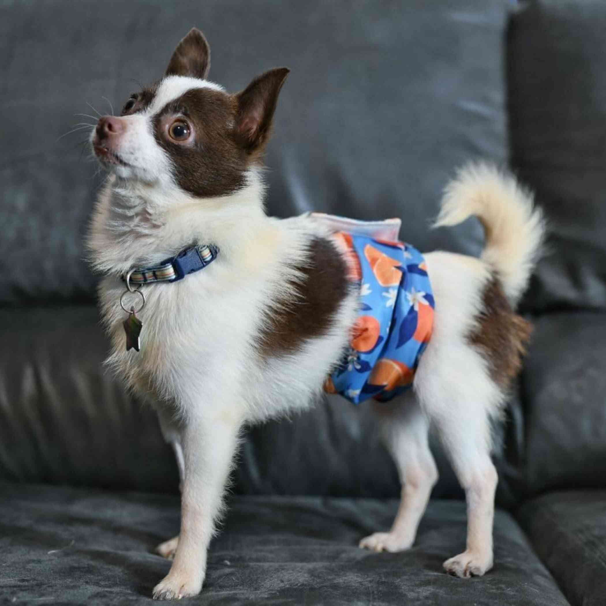Wegreeco Pack of 4 Reusable Male Dog Belly Band, Washable Premium Male Dog Diapers, Super-Absorbent Dog Wraps(Fruit, Adventure, Small)