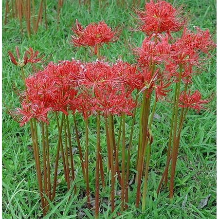 Red Surprise Lilies, 3 Bulbs (Best Time To Plant Tiger Lily Bulbs)