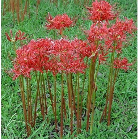 Caladium Bulb - Red Surprise Lilies, 3 Bulbs