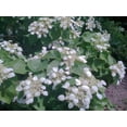 thumbnail image 2 of 50 JAPANESE HYDRANGEA VINE White Flower Schizophragma Hydrangeoides Seeds, 2 of 10
