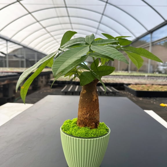 Money Tree Live Plant Pachira Aquatica 8-10 inch tall Good Luck Indoor Bonsai for Home, Office Decor, Housewarming Gift