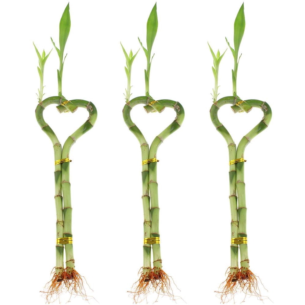 Set of 3 Live 12"14" Heart Shaped Lucky Bamboo Indoor Plants for
