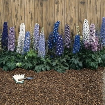 Delphinium Elatum Magic Fountains Crystal Flower Seed Mix - 200 Seeds