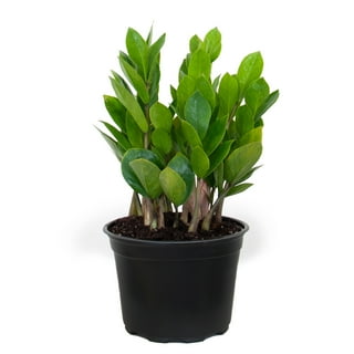 12+ Zz Plant Cutting