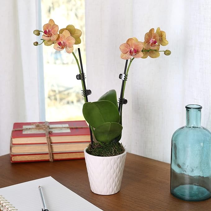 Just Add Ice 16-30" Salmon Premium Orchid Live Plant in 5" White Ceramic Pot, House Plant