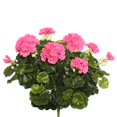 thumbnail image 1 of Géranium Rose X12 Buisson Floral - 17.5 Po., 1 of 1