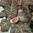 thumbnail image 2 of Pink Fittonia Nerve Plant - Live Plant in a 3 Inch Growers Pot - Fittonia Albivenis - Compact Colorful Tropical Beauty Mosaic Foliage, 2 of 5