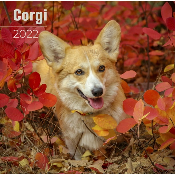 Corgi Calendar 2022 - Corgi Dog Breed Calendar - Corgi Premium Wall