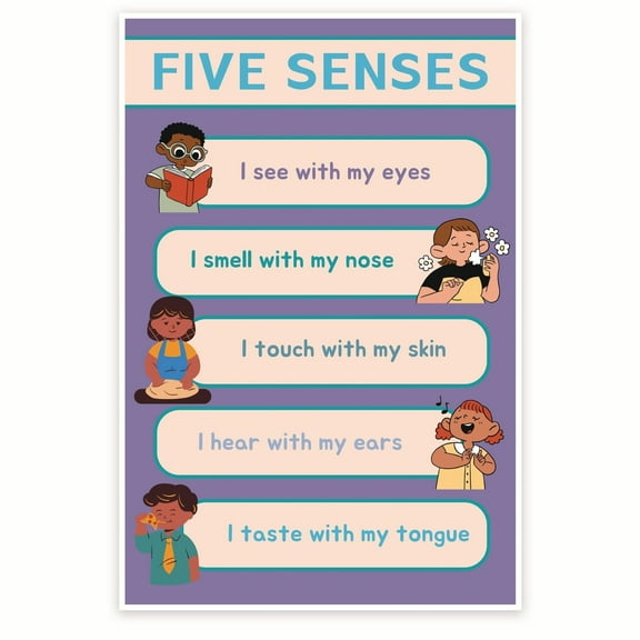 Five Sense Diagram - Sensory System Chart - Visual Learning Tool - Science Education