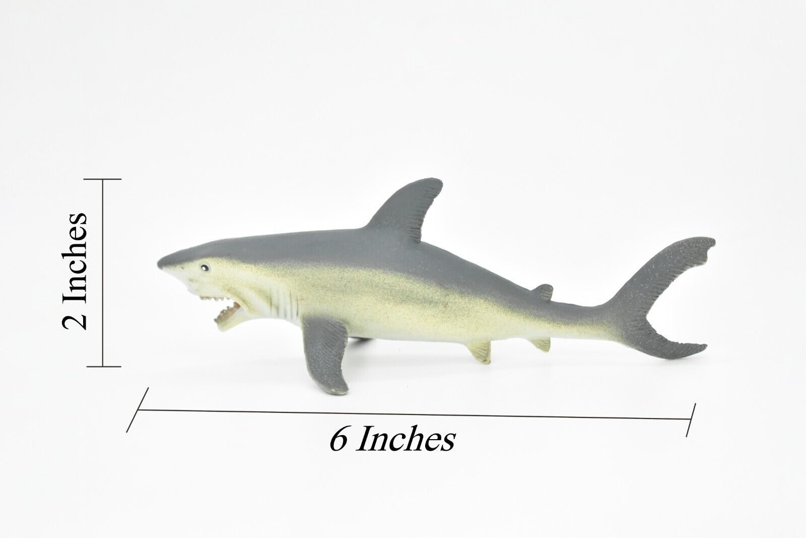小物 GABORATORY SHARK SKIN W/STINGRAYG&CROWN Great White Shark, Museum Quality Plastic Replica 7