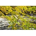 thumbnail image 2 of Collins, Ann 18x13 Black Ornate Wood Framed with Double Matting Museum Art Print Titled - USA-New York-Adirondacks Long Lake-Raquette River flows behind autumn foliage, 2 of 4
