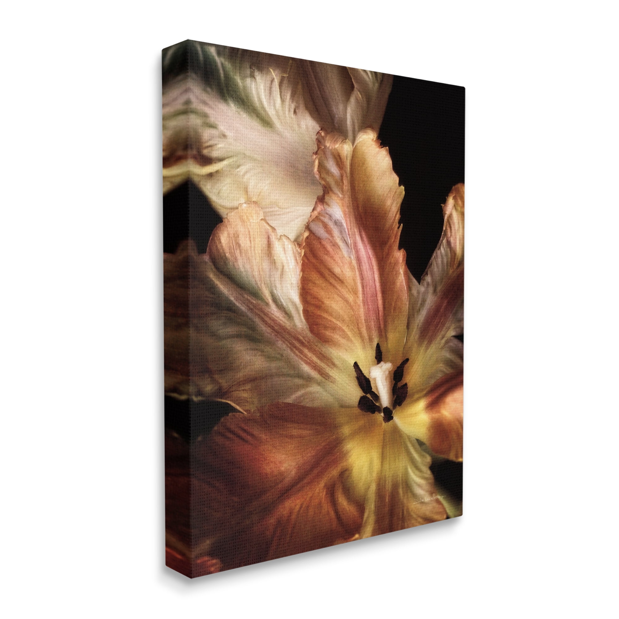 Stupell Industries Tulip Petals Detail Botanical & Floral Photography Gallery Wrapped Canvas Print Wall Art, 30 x 40