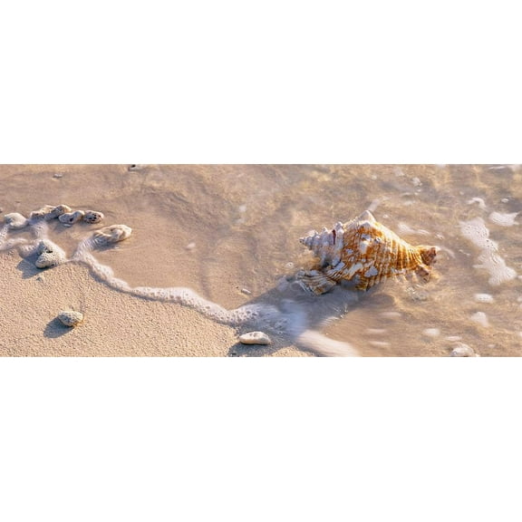 Walls 360 Peel & Stick Wall Decal: Conch Shell on Beach (24 in x 9 in)