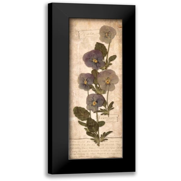 Stimson, Diane 7x14 Black Modern Framed Museum Art Print Titled - February Violet
