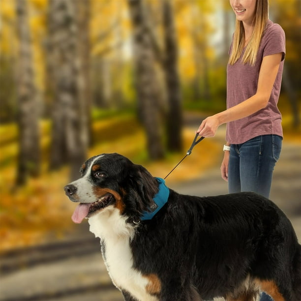 Dog collar with retractable leash built in sales