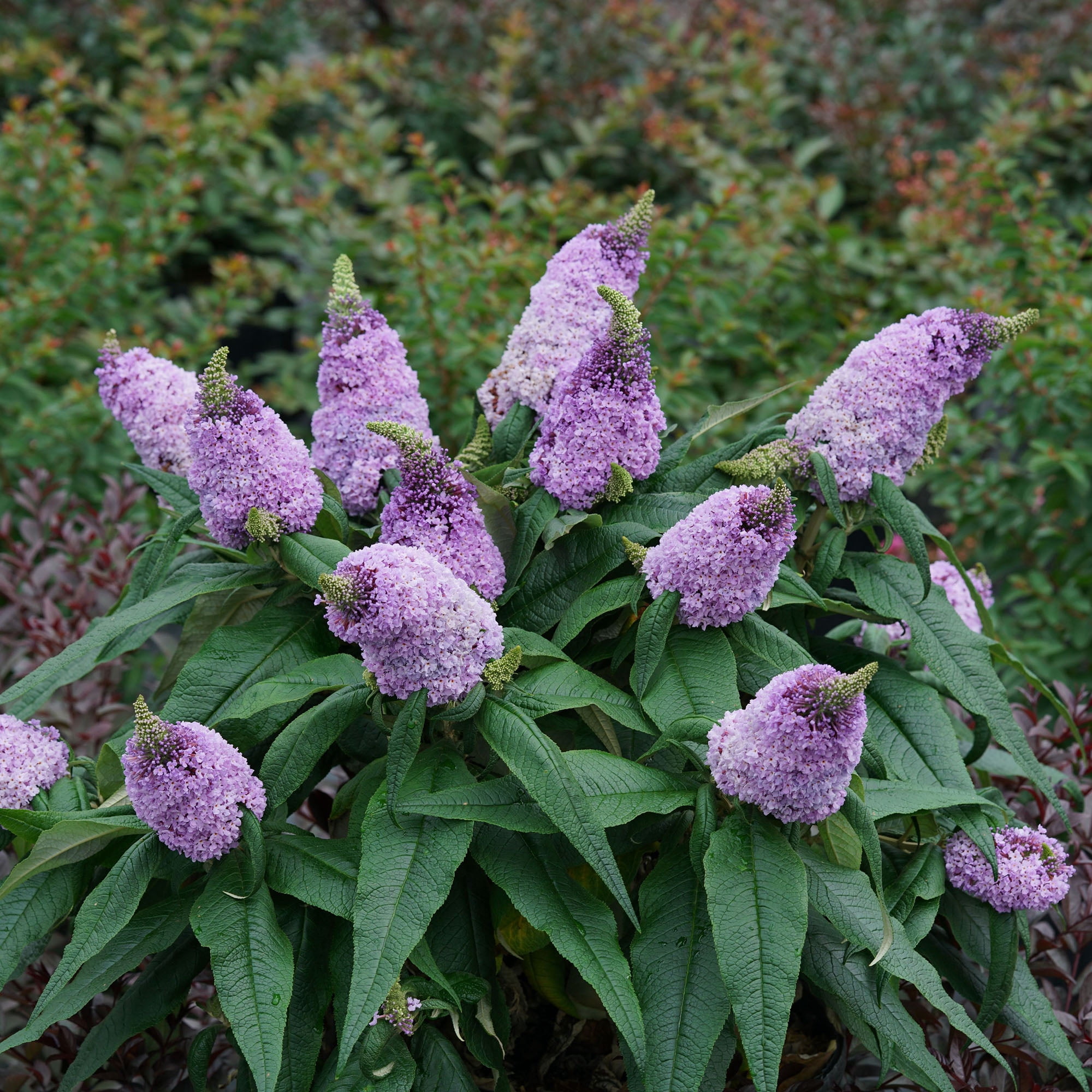 Proven Winners ColorChoice Pugster Amethyst Buddleia Live Shrub (2 Gallon)
