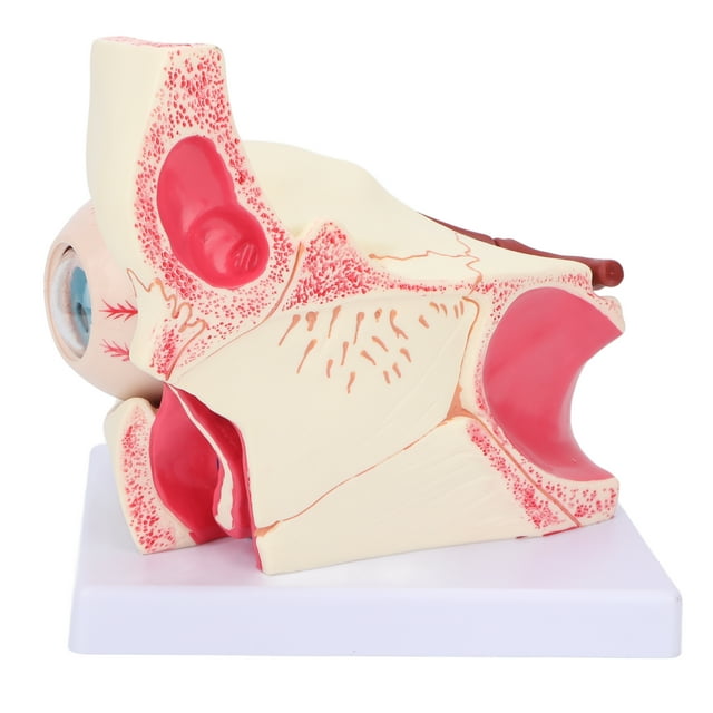 Modèle Dœil Humain, Modèle Denseignement de PVC Dobservation Facile pour la Communication de Patient de Médecin