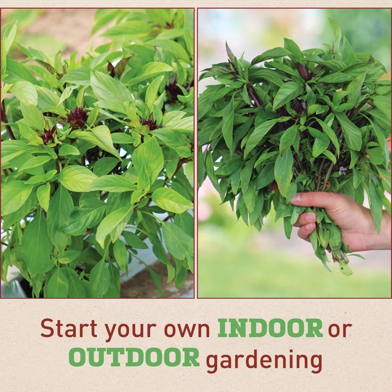 Harris Seeds Basil Siam Queen Seed - Thumbnail 5