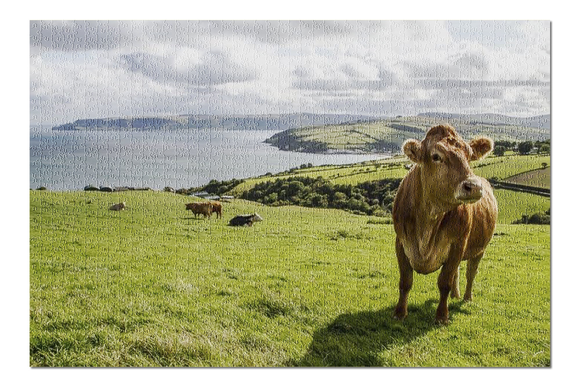 Irish Cow in Green Pastures in the Coastal Landscape of Ireland 9019094 (20x30 Premium 1000