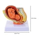 thumbnail image 2 of 1 modelo de feto a término., 2 of 3