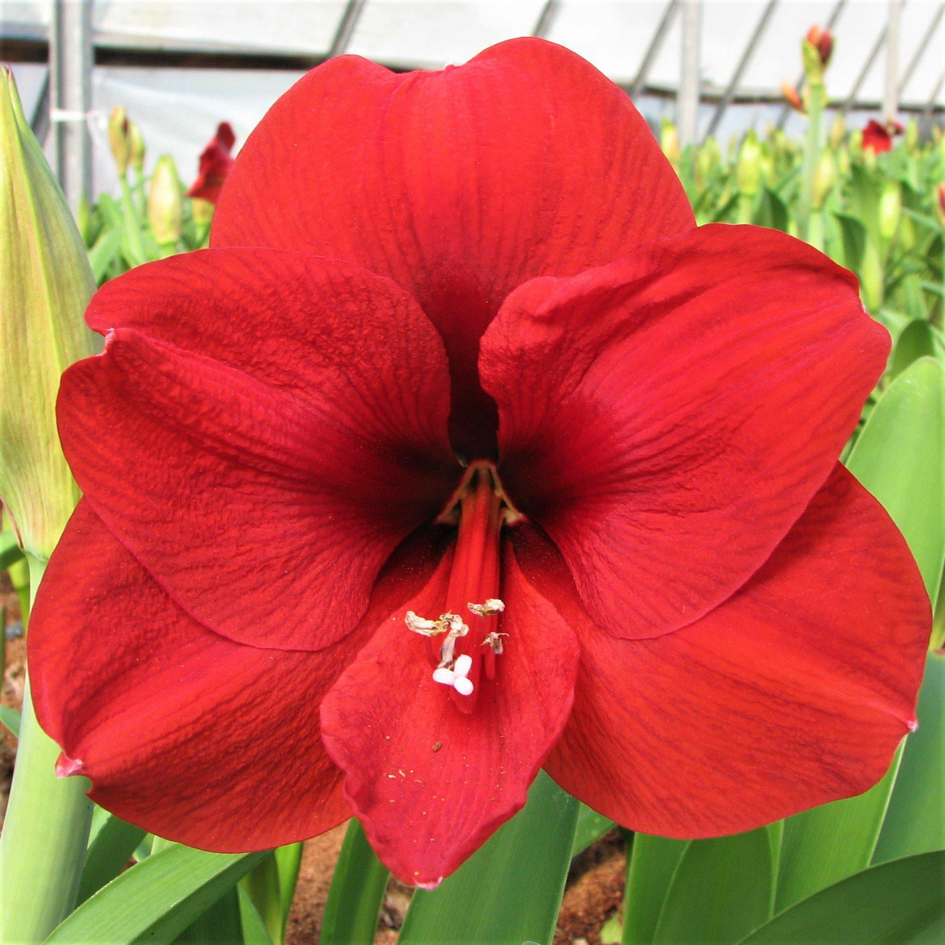Amaryllis Ferrari Red (1 Bulb) Single Flower Form