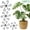 Black, variant on 16PCs Plant Stem Support,Climbing Houseplant Stem Holders,Reusable Flower Trellis Stem Hook Plant Care Accessories,Easy to Install Suitable for Indoor and Outdoor Use