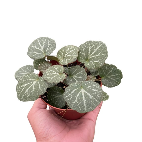Begonia 'Strawberry', 4" Pot, Indoor Houseplant, Easy Care, Live Plant for Indoor & Outdoor
