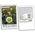thumbnail image 6 of Chrysanthemum Flower Seeds, 1500+ Premium Heirloom Seed, Chrysanthemum Coronarium, 90% Germination, (Isla's Garden Seeds), Non Gmo, 6 of 7