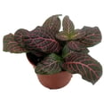 thumbnail image 3 of Mini Pink Veined Nerve Plant - Fittonia - Easy House Plant - 2.5" Pot, 3 of 3
