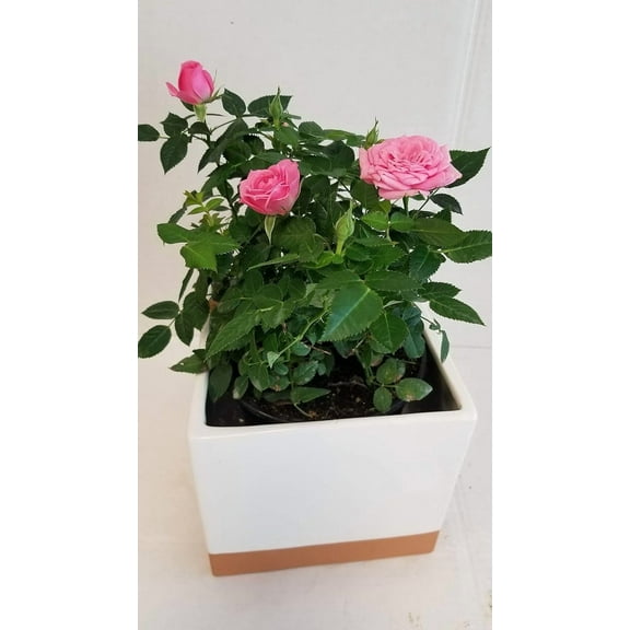 Live 6-inch Pink Mini Rose Bush in White and Gold Ceramic Container