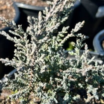 Angelica Blue Juniper - 3 Gallon Pot, Live Coniferous Shrub, Full Sun, Outdoor