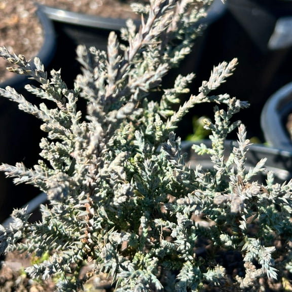 Angelica Blue Juniper - 3 Gallon Pot, Live Coniferous Shrub, Full Sun, Outdoor