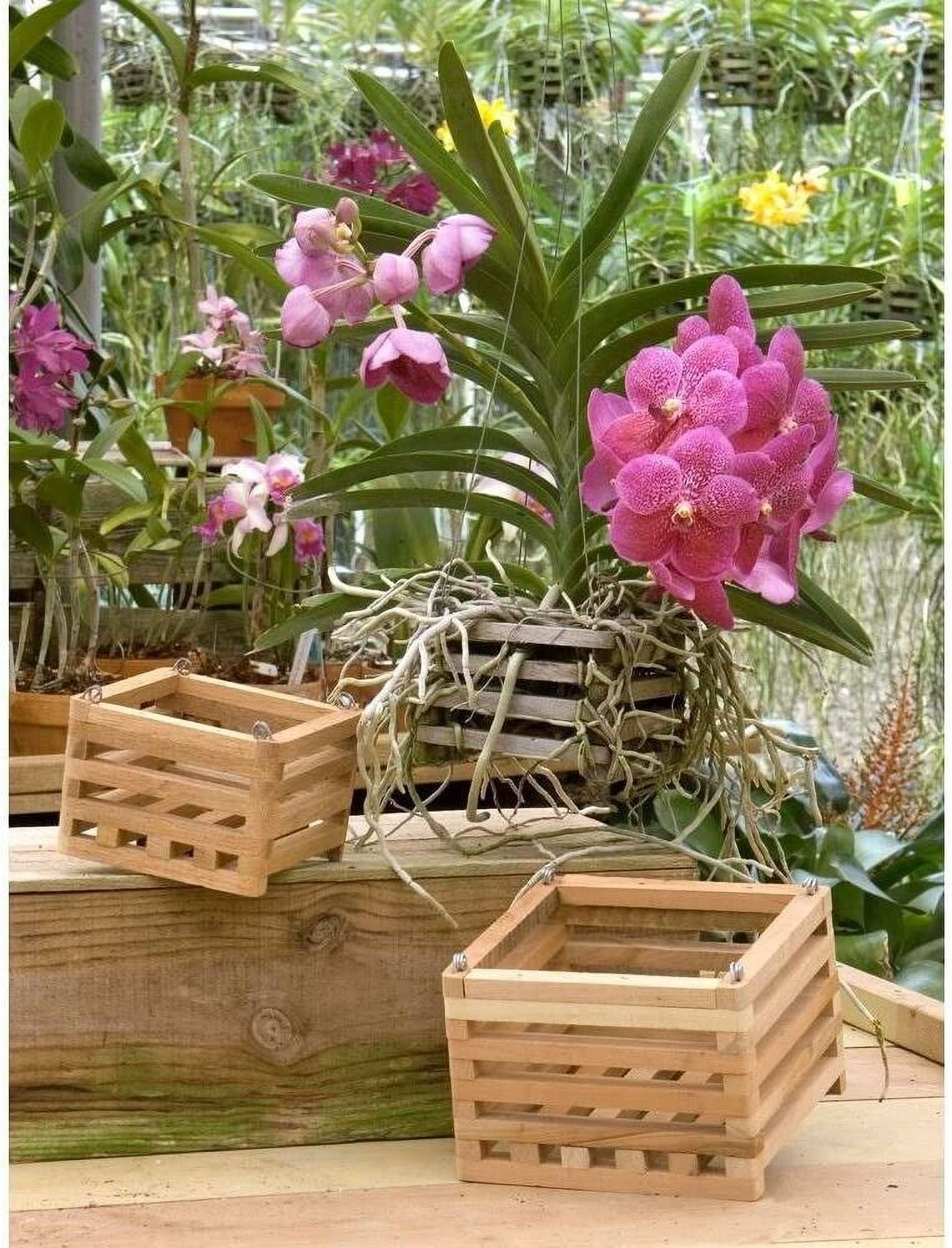 2 - 4 inch Square Wooden Hanging Orchid Basket Two 4" With Hangers