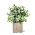 thumbnail image 1 of Lot de 1 Pot de Plantes à Feuilles Larges, 1 of 1