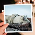 thumbnail image 7 of 3drose, Canada, Polar Bear and Cub Resting, 12 Greeting Cards with Envelopes, 7 of 7