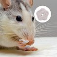 thumbnail image 4 of 12Pcs Pet Mineral Stone Chew Toy Teeth Grinder with Hole for Hamster Rabbit, 4 of 9
