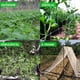 thumbnail image 5 of Red de escalada para plantas de jardín, poliéster, vid de uva, soporte para cultivo, red de enrejado Ehuebsd  Libre de BPA, 5 of 9