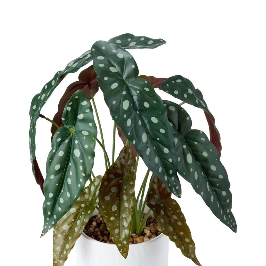 Plante tachetée en pot Anko