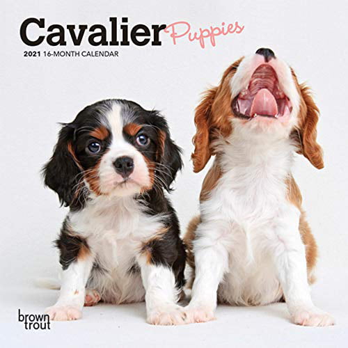 2021 Cavalier King Charles Spaniel Puppies Wall Calendar by Bright Day Cute Dog 12 x 12 Inch