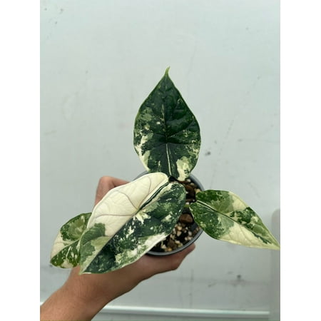 Alocasia 'Dragon Scale' Variegated Rare Plant- Get Similar, 4 leaves +